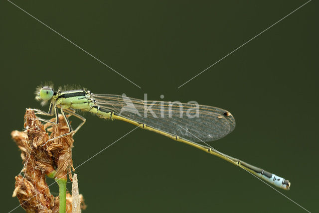 Scarce Blue-tailed Damselfly (Ischnura pumilio)