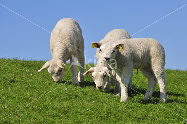 Domestic Texel sheep (Ovis aries)