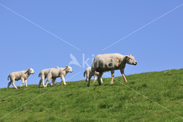 Texelaar schaap (Ovis aries)