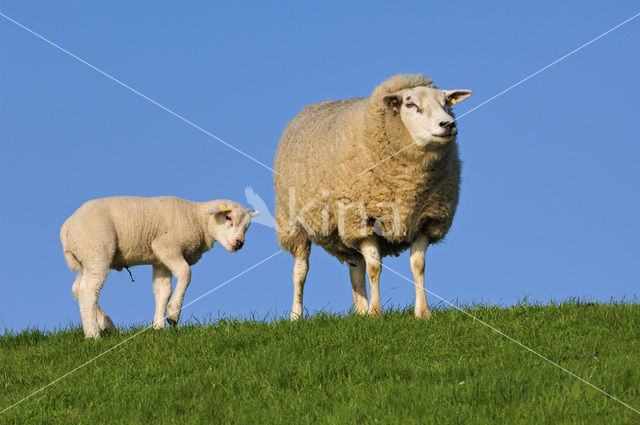 Domestic Texel sheep (Ovis aries)