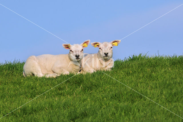 Texelaar schaap (Ovis aries)