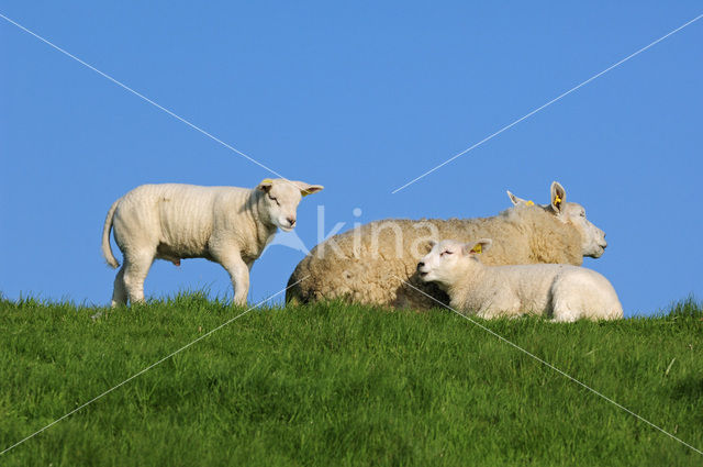 Texelaar schaap (Ovis aries)