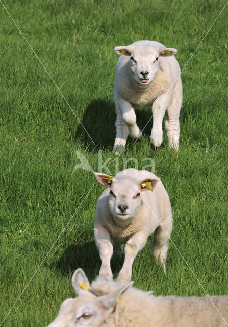 Texelaar schaap (Ovis aries)