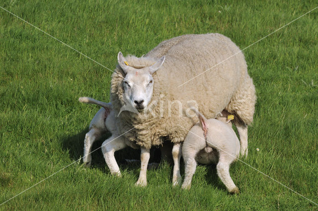 Texelaar schaap (Ovis aries)