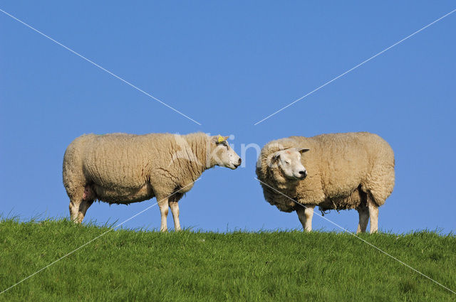 Domestic Texel sheep (Ovis aries)