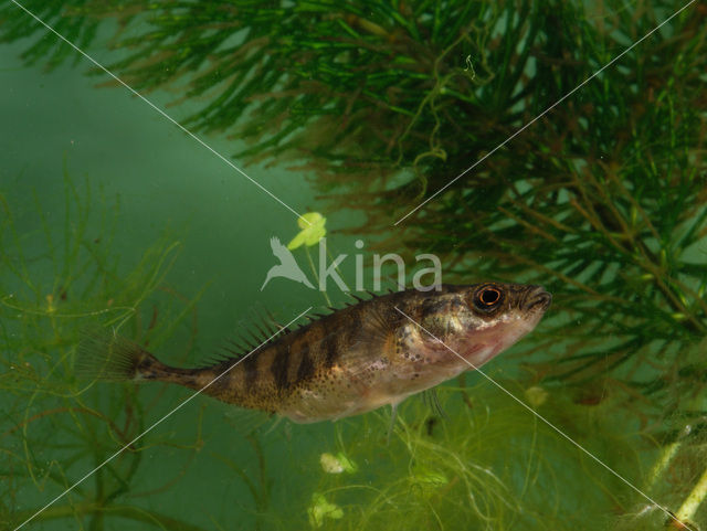 Ninespine Stickleback (Pungitius pungitius)