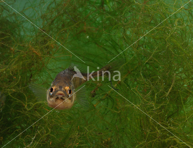 Tiendoornige stekelbaars (Pungitius pungitius)