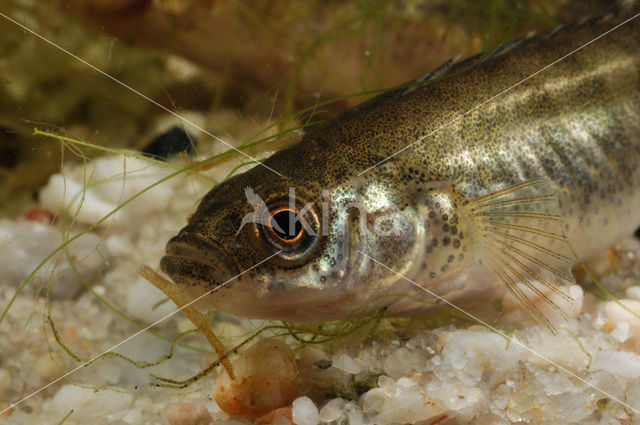 Tiendoornige stekelbaars (Pungitius pungitius)