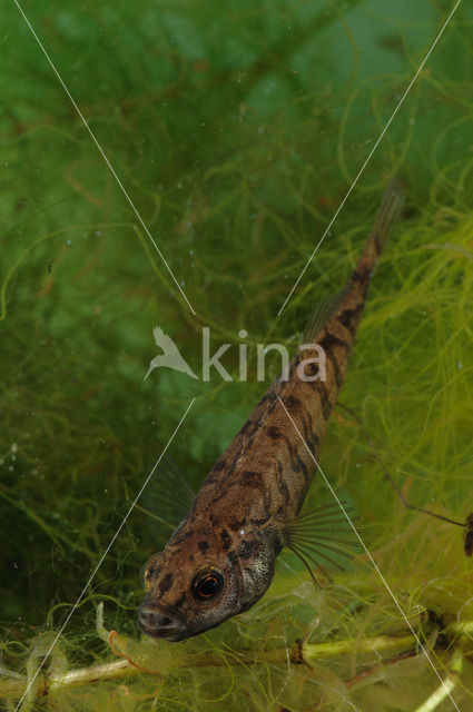Ninespine Stickleback (Pungitius pungitius)
