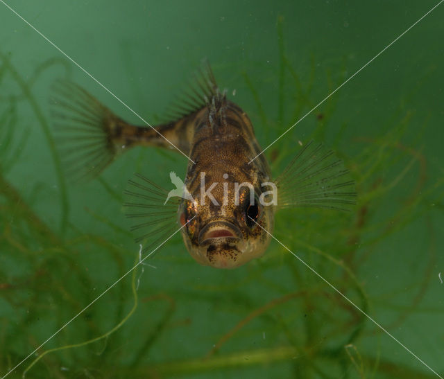 Ninespine Stickleback (Pungitius pungitius)