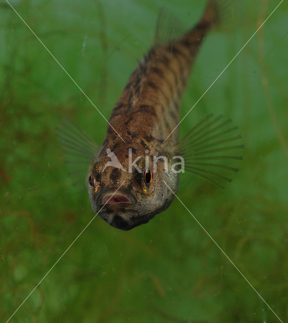 Ninespine Stickleback (Pungitius pungitius)