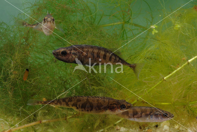 Ninespine Stickleback (Pungitius pungitius)