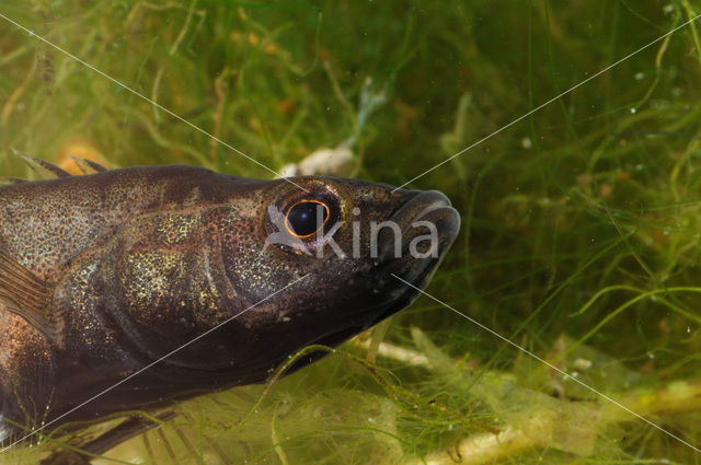 Tiendoornige stekelbaars (Pungitius pungitius)