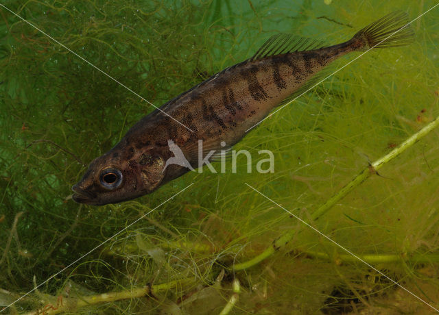 Ninespine Stickleback (Pungitius pungitius)