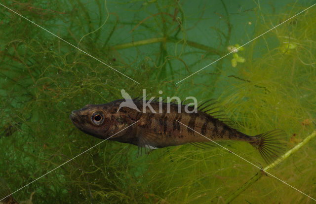 Ninespine Stickleback (Pungitius pungitius)