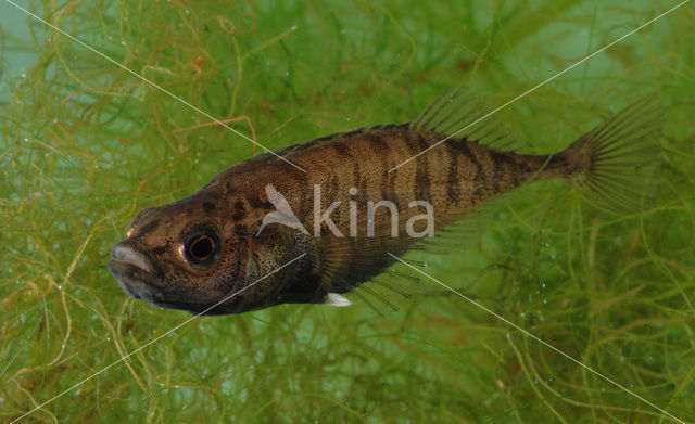 Ninespine Stickleback (Pungitius pungitius)