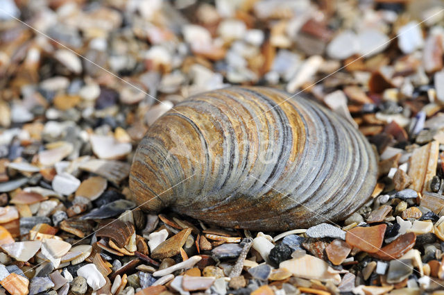 Toegeknepen korfmossel (Corbicula fluminalis)