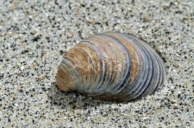 Toegeknepen korfmossel (Corbicula fluminalis)