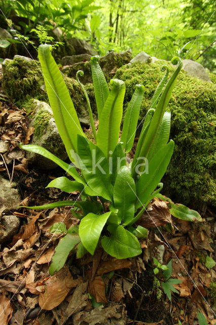 Hartstonque (Asplenium scolopendrium)