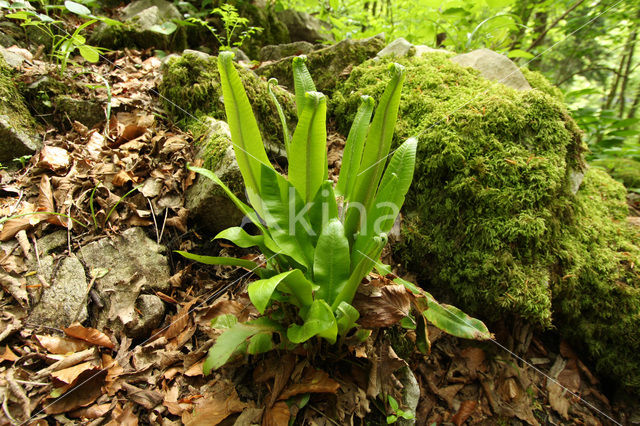 Tongvaren (Asplenium scolopendrium)