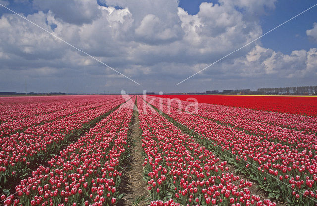 Tulip (Tulipa)