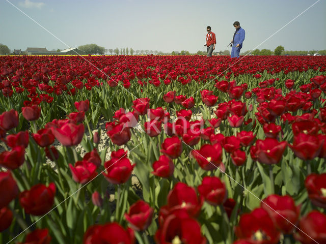 Tulip (Tulipa)