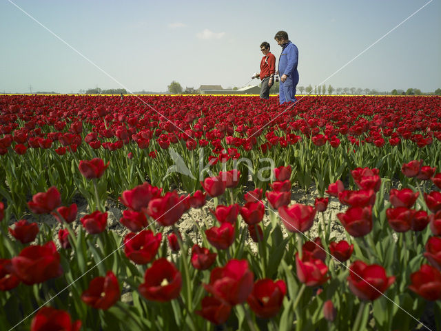 Tulip (Tulipa)