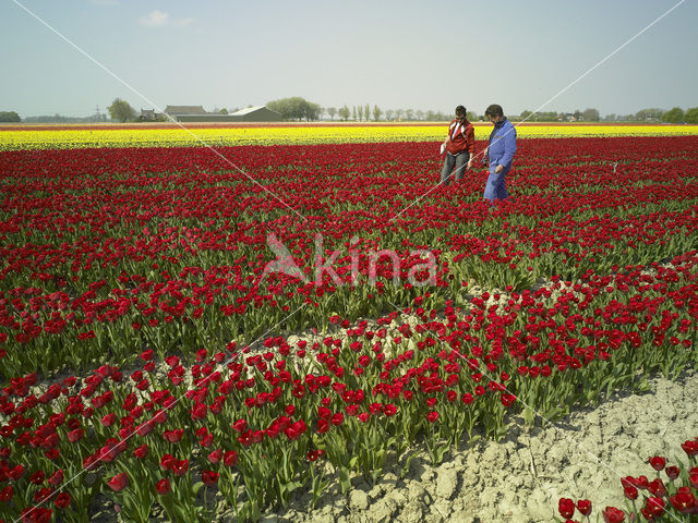 Tulip (Tulipa)