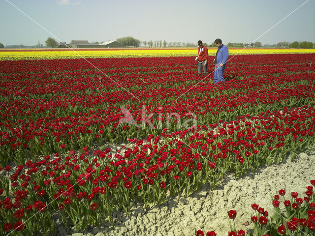 Tulip (Tulipa)