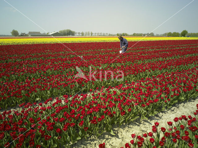Tulip (Tulipa)
