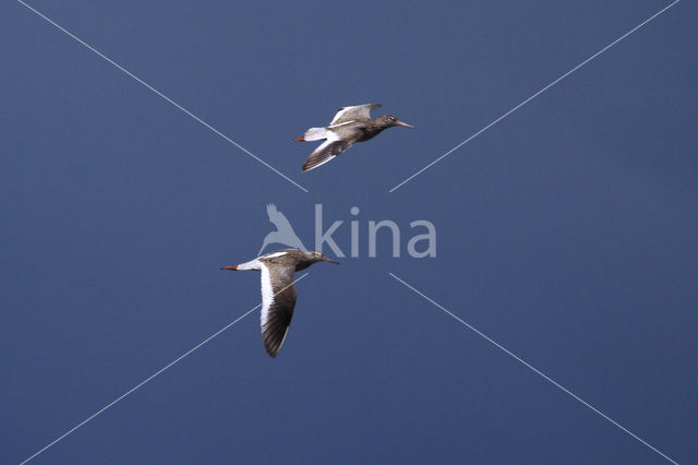 Common Redshank (Tringa totanus)