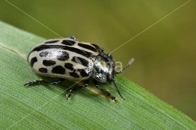 Oligophagous Leaf Beetle (Chrysomela vigintipunctata)