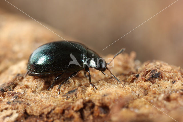 imported willow leaf beetle (Plagiodera versicolora)