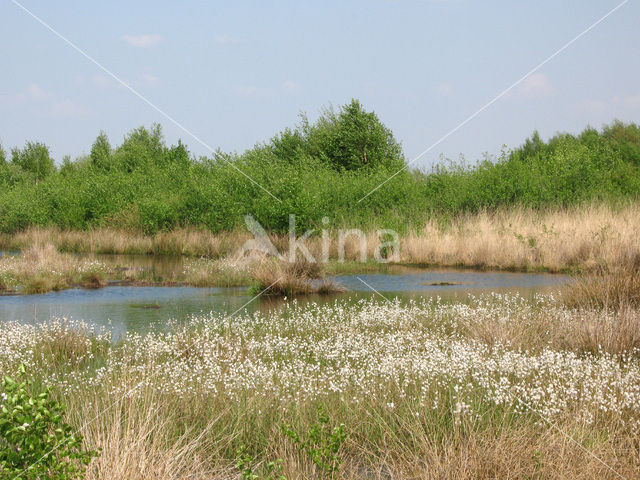 Veenpluis (Eriophorum angustifolium)