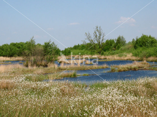 Common Cottongrass (Eriophorum angustifolium)