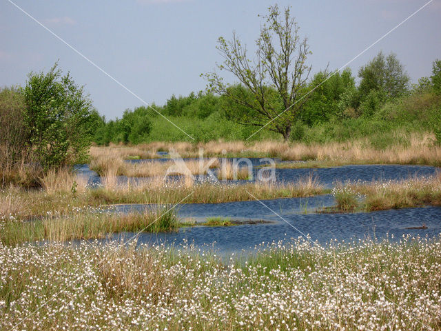 Veenpluis (Eriophorum angustifolium)