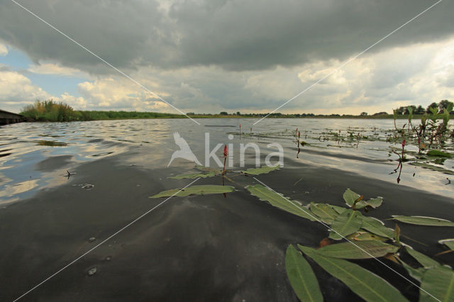 Amphibious Bistort