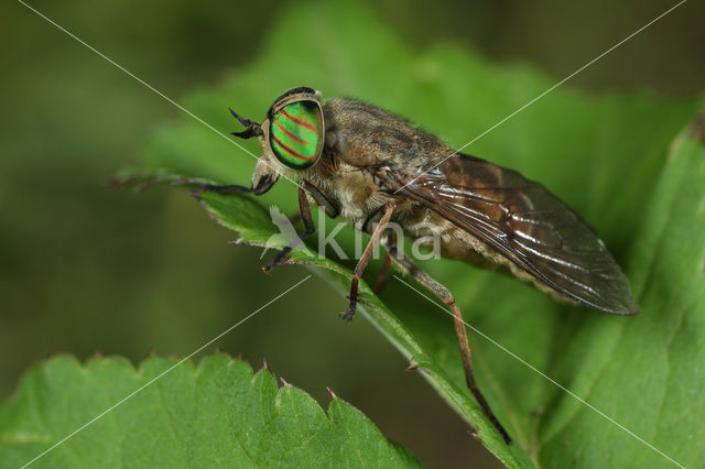 slender-horned horsefly (Hybomitra montana)
