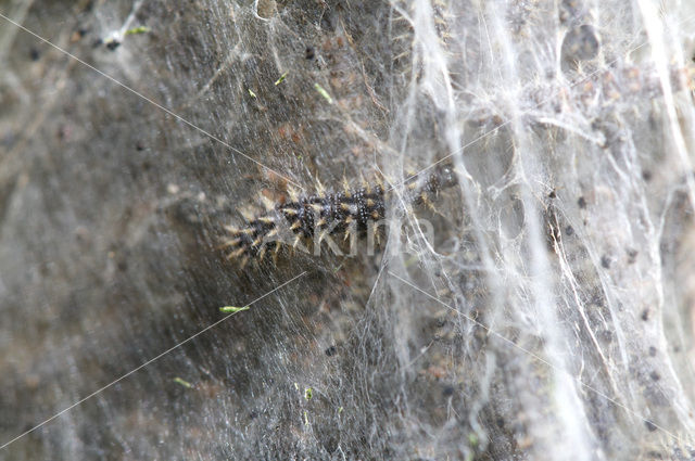 Veldparelmoervlinder (Melitaea cinxia)