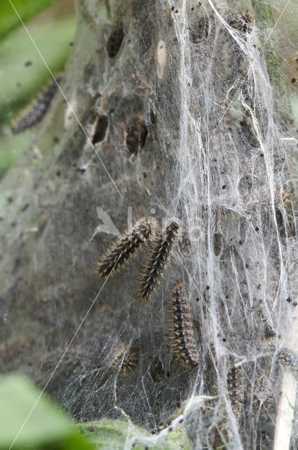 Veldparelmoervlinder (Melitaea cinxia)