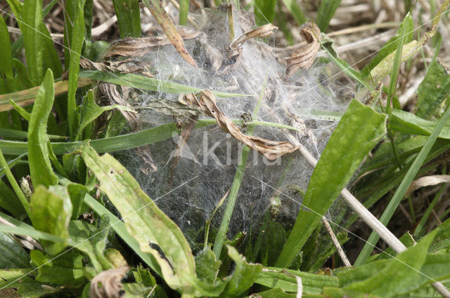 Glanville Fritellary (Melitaea cinxia)