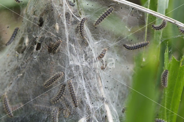 Veldparelmoervlinder (Melitaea cinxia)