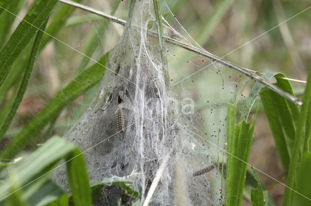 Veldparelmoervlinder (Melitaea cinxia)