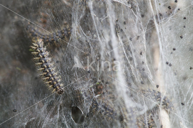 Glanville Fritellary (Melitaea cinxia)