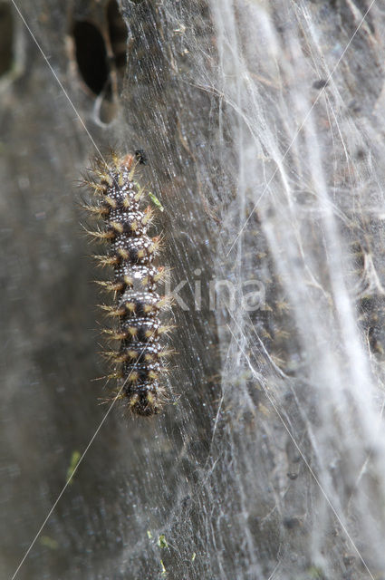 Veldparelmoervlinder (Melitaea cinxia)