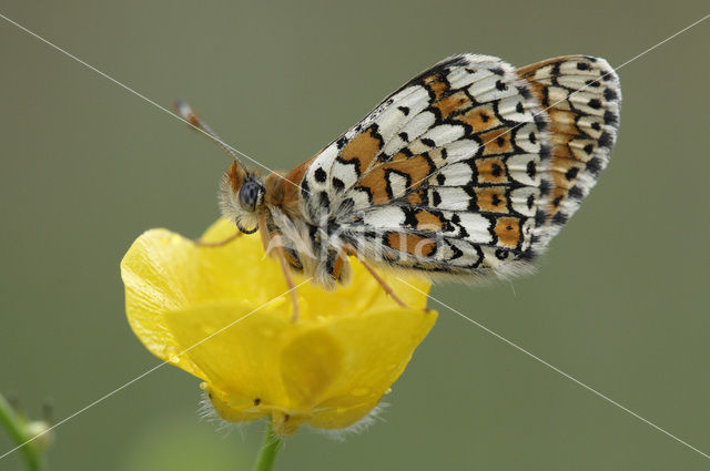 Veldparelmoervlinder (Melitaea cinxia)