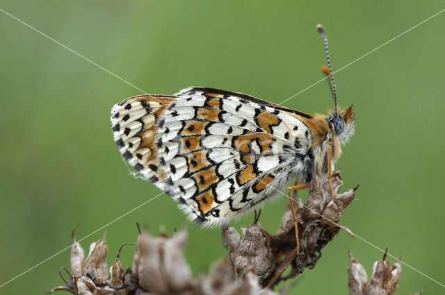 Veldparelmoervlinder (Melitaea cinxia)