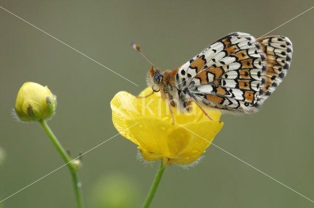 Veldparelmoervlinder (Melitaea cinxia)