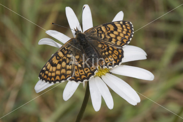 Veldparelmoervlinder (Melitaea cinxia)