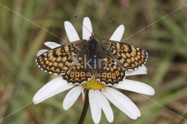 Veldparelmoervlinder (Melitaea cinxia)